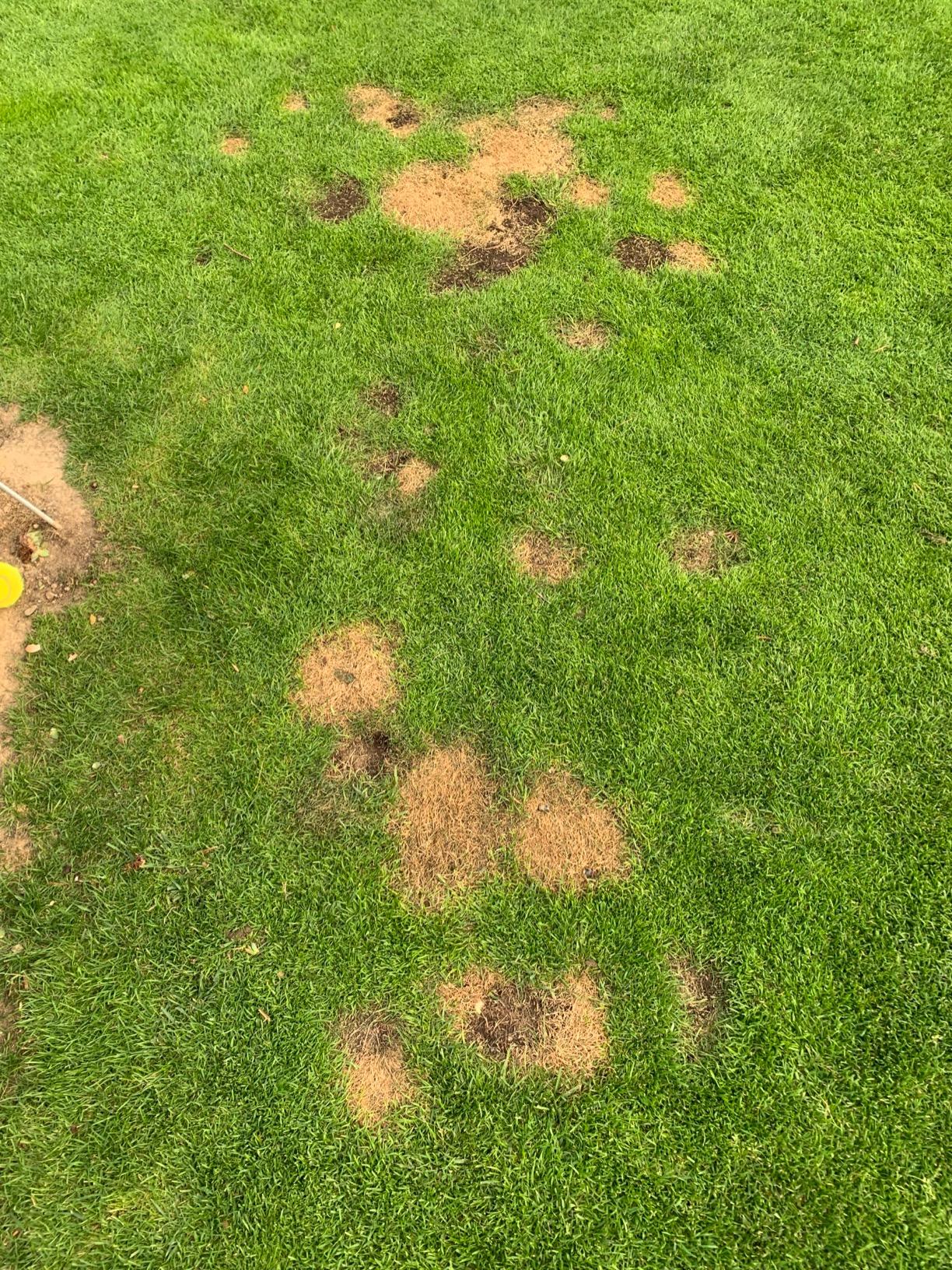 Herbe repartie