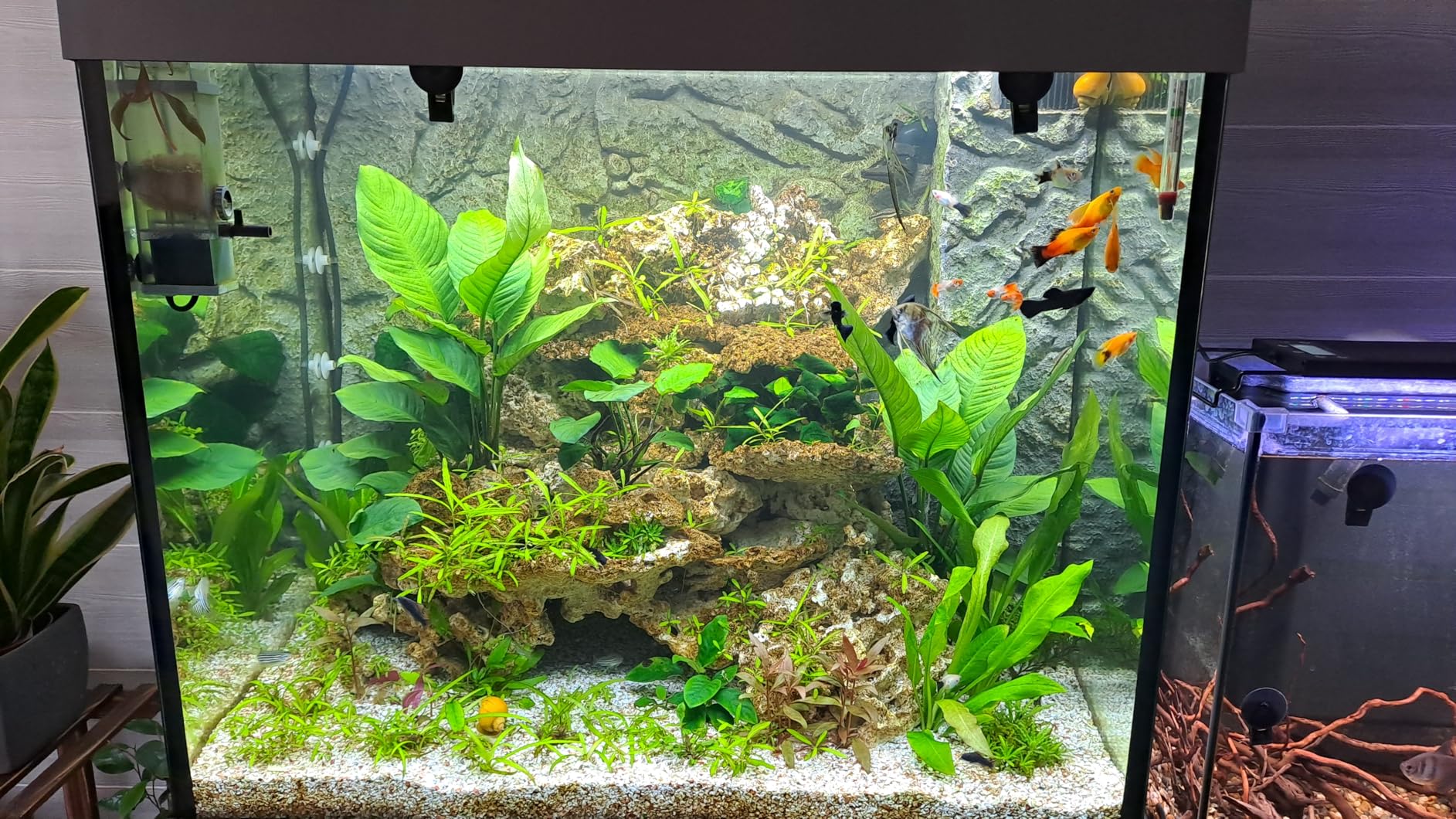 Poissons calmes
